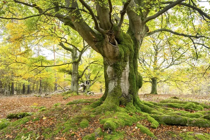 Gerahmter Druck : Knotige Kupfer-Buche (Fagus sylvatica) Gerahmter Druck : Knotige Kupfer-Buche (Fagus sylvatica)