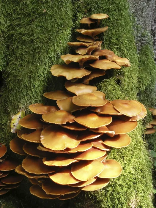 Gerahmter Druck : Kuehneromyces multabilis, Schwamm auf einem Stock. Gerahmter Druck : Kuehneromyces multabilis, Schwamm auf einem Stock.