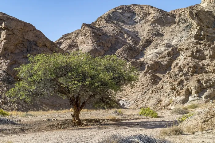 Gerahmter Druck : Kuiseb-Fluss, an der C14, Namibia Gerahmter Druck : Kuiseb-Fluss, an der C14, Namibia