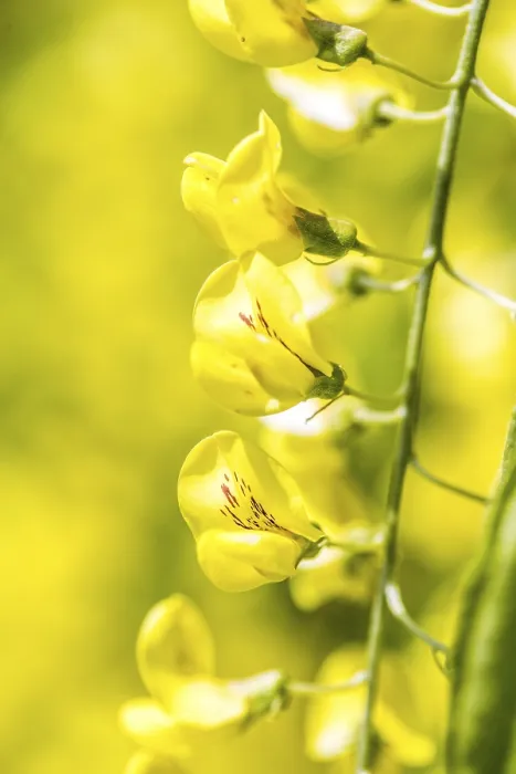 Gerahmter Druck : Laburnum Gerahmter Druck : Laburnum