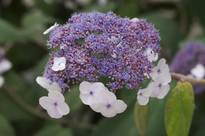 Gerahmter Druck : Schleierhydrangea (Hydrangea), Sachsen, Deutschland Gerahmter Druck : Schleierhydrangea (Hydrangea), Sachsen, Deutschland