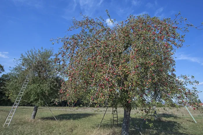 Gerahmter Druck : Leitern in Reifen Apfelbaum (Malus) Gerahmter Druck : Leitern in Reifen Apfelbaum (Malus)