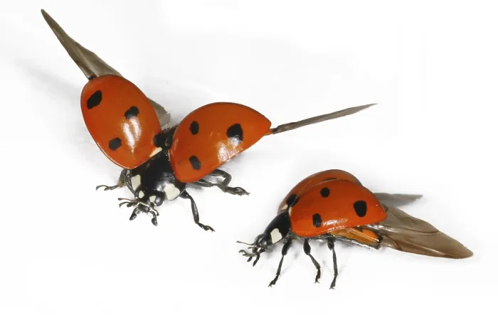 Gerahmter Druck : Ein Ladybird in der Flugphase Gerahmter Druck : Ein Ladybird in der Flugphase