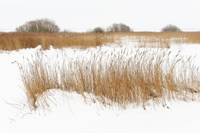 Gerahmter Druck : Seejensee Dummer im Winter mit Schnee. Gerahmter Druck : Seejensee Dummer im Winter mit Schnee.