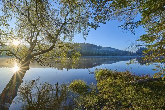 Gerahmter Druck : Ein Baum am See bei der ersten Morgensonne. Gerahmter Druck : Ein Baum am See bei der ersten Morgensonne.