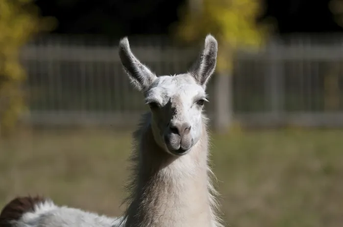 Gerahmter Druck : Lama Gerahmter Druck : Lama