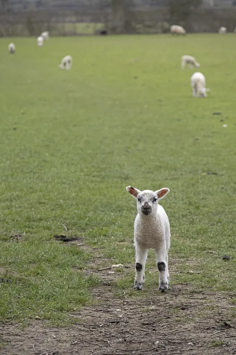Gerahmter Druck : Lamm sieht in die Kamera, Schafe Weiden. Gerahmter Druck : Lamm sieht in die Kamera, Schafe Weiden.