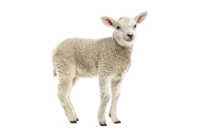 Gerahmter Druck : Lamm sieht unschuldig und niedlich aus. Gerahmter Druck : Lamm sieht unschuldig und niedlich aus.