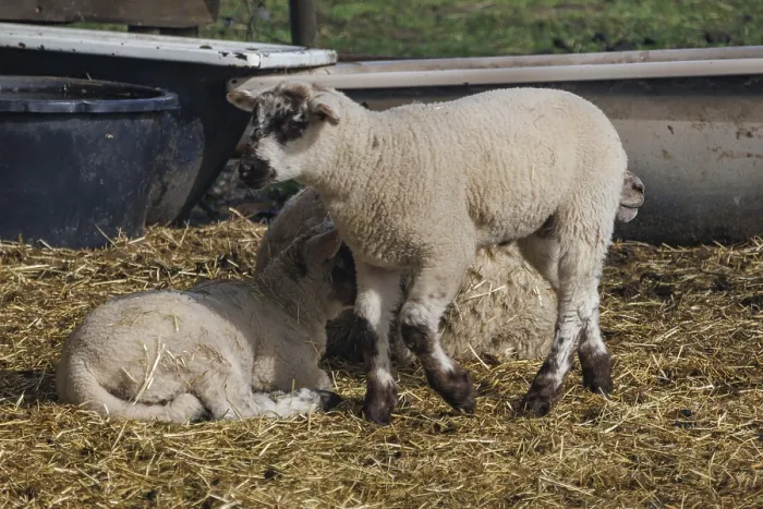 Gerahmter Druck : Ein Lamm geht an einem liegenden Schaf vorbei, Gemen, Münsterland, Deutschland Gerahmter Druck : Ein Lamm geht an einem liegenden Schaf vorbei, Gemen, Münsterland, Deutschland