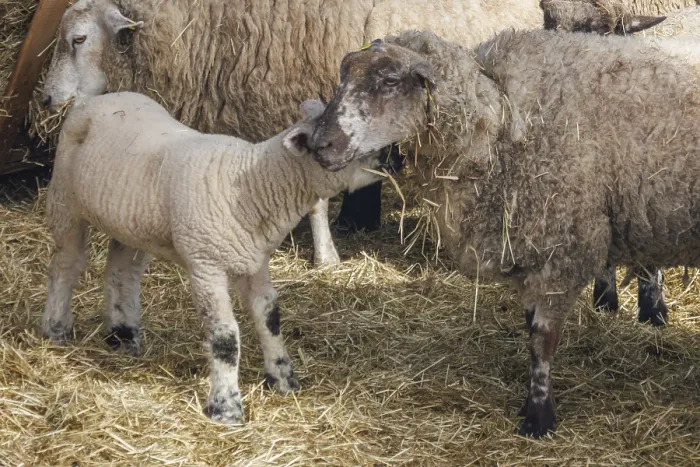 Gerahmter Druck : Ein Lamm schnuppert ein Schaf in einer Wiese, Gemen, Münsterland, Deutschland