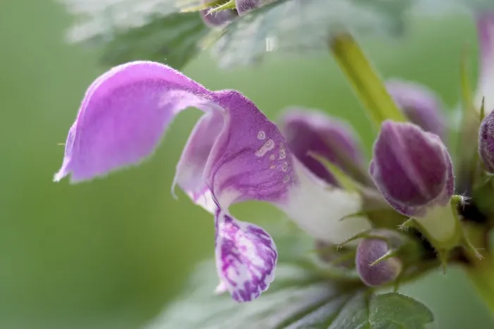 Gerahmter Druck : Lamium maculatum Gerahmter Druck : Lamium maculatum
