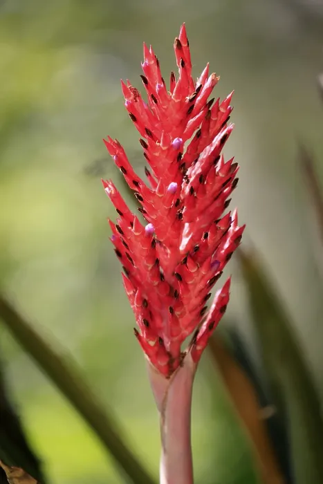 Gerahmter Druck : Lance-Bromelie (Aechmea distichantha) Gerahmter Druck : Lance-Bromelie (Aechmea distichantha)