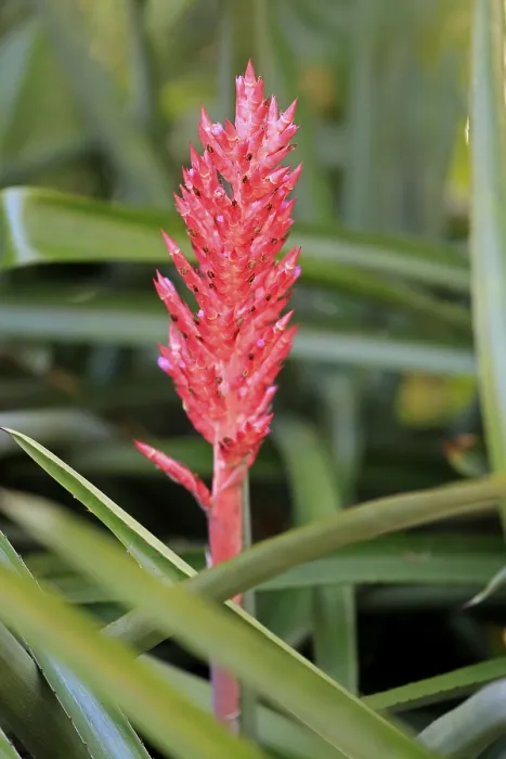 Gerahmter Druck : Lance-Bromelie (Aechmea distichantha) Gerahmter Druck : Lance-Bromelie (Aechmea distichantha)
