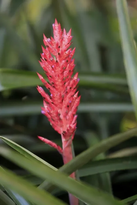 Gerahmter Druck : Lance-Bromelie (Aechmea distichantha) Gerahmter Druck : Lance-Bromelie (Aechmea distichantha)