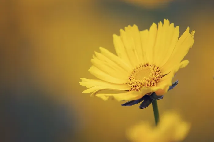 Gerahmter Druck : Lanceblättrige Coreopsis (Coreopsis grandiflora) Gerahmter Druck : Lanceblättrige Coreopsis (Coreopsis grandiflora)