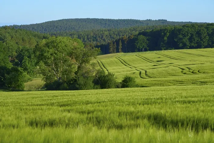 Gerahmter Druck : Landschaft mit Weizenfeld im Frühling. Gerahmter Druck : Landschaft mit Weizenfeld im Frühling.