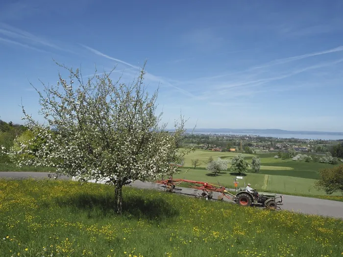 Gerahmter Druck : Landschaft mit blühendem Obstbaum. Gerahmter Druck : Landschaft mit blühendem Obstbaum.