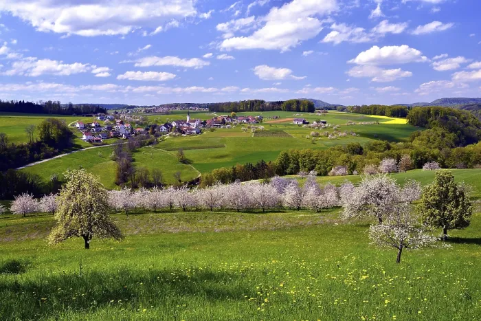 Gerahmter Druck : Landschaft mit blühenden Kirschbäumen. Gerahmter Druck : Landschaft mit blühenden Kirschbäumen.