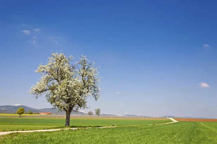 Gerahmter Druck : Landschaft mit blühendem Fruchtbaum. Gerahmter Druck : Landschaft mit blühendem Fruchtbaum.