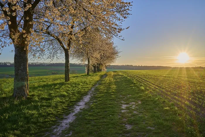 Gerahmter Druck : Landschaft, Kirschbaum, Blüten. Gerahmter Druck : Landschaft, Kirschbaum, Blüten.