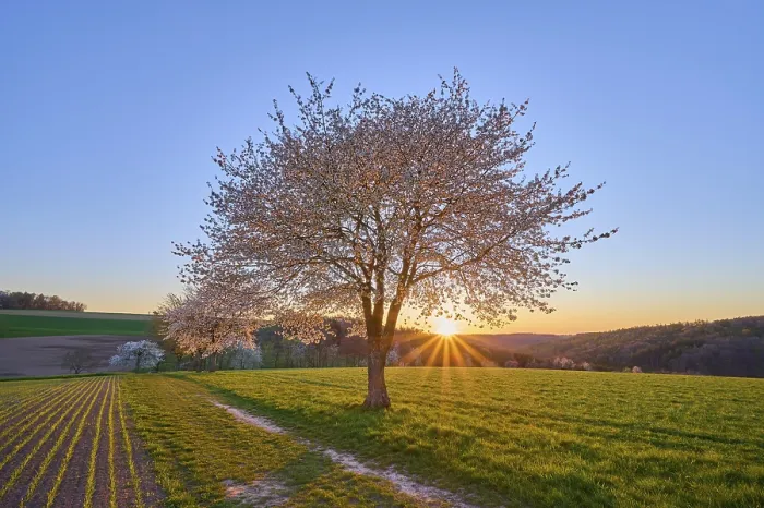 Gerahmter Druck : Landschaft, Kirschbaum, Blüten. Gerahmter Druck : Landschaft, Kirschbaum, Blüten.