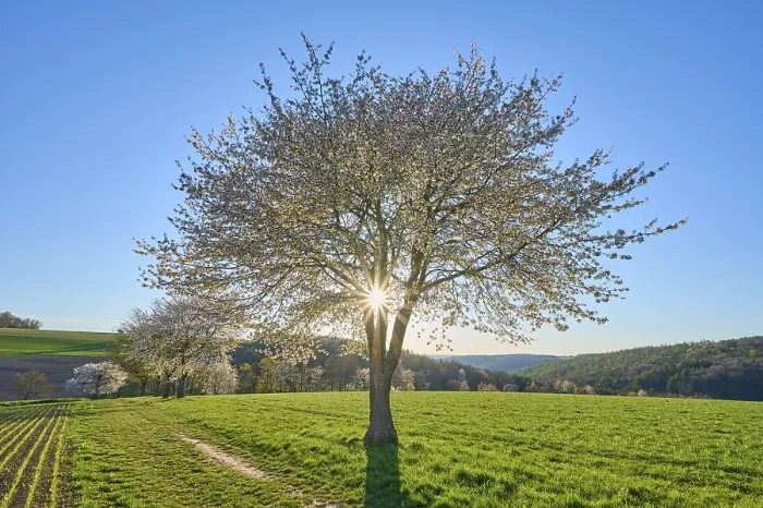 Gerahmter Druck : Landschaft, Kirschbaum, Blüten.