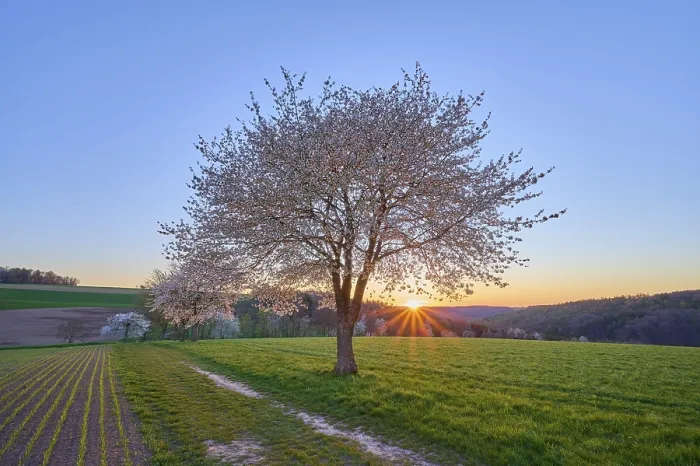 Gerahmter Druck : Landschaft, Kirschbaum, Blüten. Gerahmter Druck : Landschaft, Kirschbaum, Blüten.