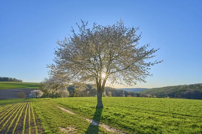 Gerahmter Druck : Landschaft, Kirschenbaum, Blüten. Gerahmter Druck : Landschaft, Kirschenbaum, Blüten.