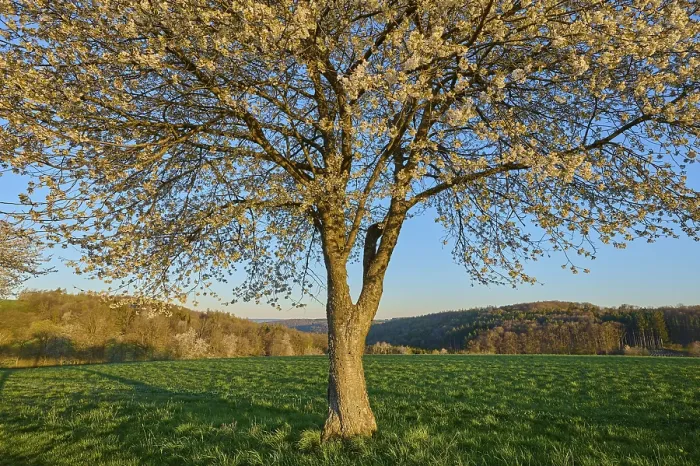 Gerahmter Druck : Landschaft, Kirschbaum, Blüten. Gerahmter Druck : Landschaft, Kirschbaum, Blüten.