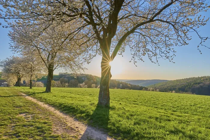 Gerahmter Druck : Landschaft, Kirschbaum, Blüten Gerahmter Druck : Landschaft, Kirschbaum, Blüten