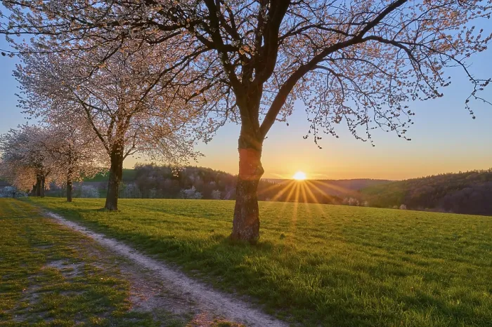Gerahmter Druck : Landschaft, Kirschenbaum, Blüten Gerahmter Druck : Landschaft, Kirschenbaum, Blüten
