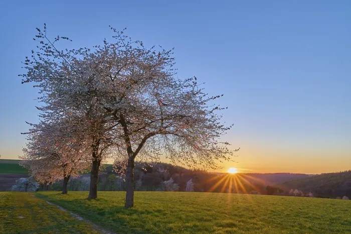 Gerahmter Druck : Landschaft, Kirschbaum, Blüten. Gerahmter Druck : Landschaft, Kirschbaum, Blüten.