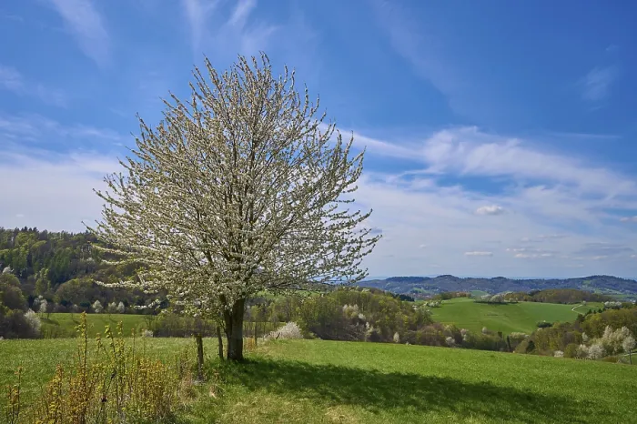 Gerahmter Druck : Landschaft, Kirschbaum, Blüten. Gerahmter Druck : Landschaft, Kirschbaum, Blüten.