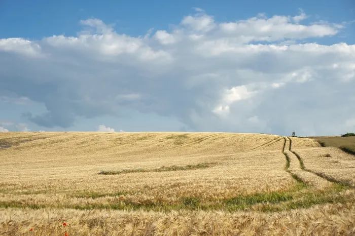 Gerahmter Druck : Landschaft mit Maisfeld, Baabe-Moritzdorf Gerahmter Druck : Landschaft mit Maisfeld, Baabe-Moritzdorf