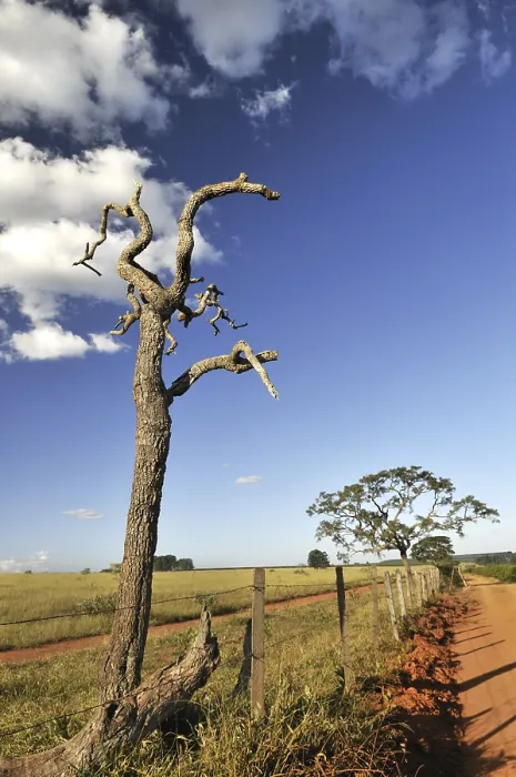 Gerahmter Druck : Landschaft mit einem verkrüppelten toten Baum. Gerahmter Druck : Landschaft mit einem verkrüppelten toten Baum.