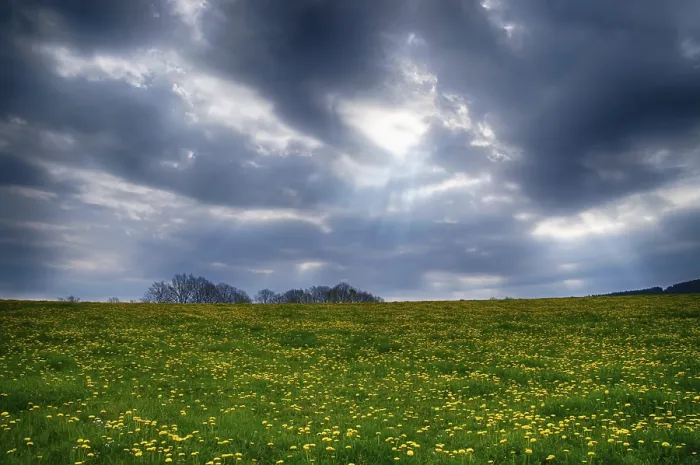 Gerahmter Druck : Landschaft mit Königskerzen. Gerahmter Druck : Landschaft mit Königskerzen.