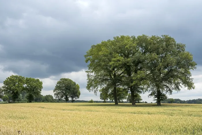 Gerahmter Druck : Landschaft mit Laubbäumen. Gerahmter Druck : Landschaft mit Laubbäumen.