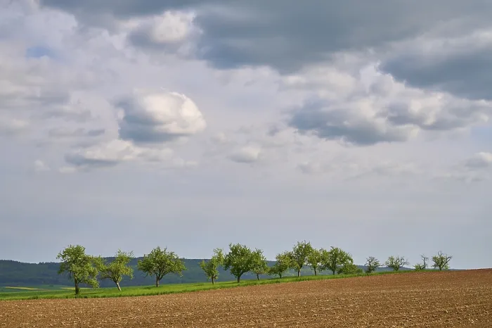 Gerahmter Druck : Landschaft, Feld, Apfelbaum, Wolken Gerahmter Druck : Landschaft, Feld, Apfelbaum, Wolken
