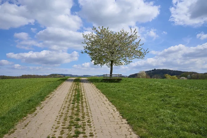 Gerahmter Druck : Landschaft, Feldweg, Kirschbaum Gerahmter Druck : Landschaft, Feldweg, Kirschbaum