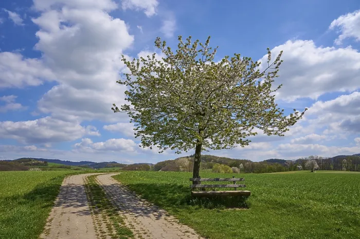 Gerahmter Druck : Landschaft, Feldweg, Kirschenbaum Gerahmter Druck : Landschaft, Feldweg, Kirschenbaum