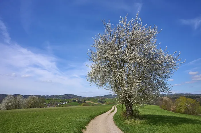 Gerahmter Druck : Landschaft, Feldweg, Kirschbaum Gerahmter Druck : Landschaft, Feldweg, Kirschbaum