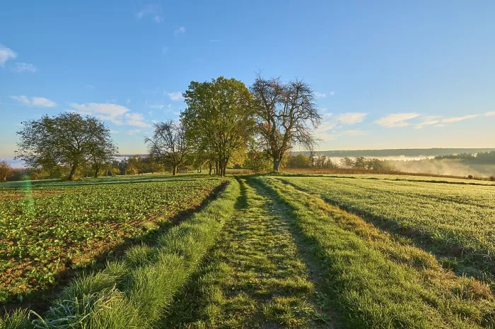 Gerahmter Druck : Landschaft Feldweg, Feld, Baum Gerahmter Druck : Landschaft Feldweg, Feld, Baum