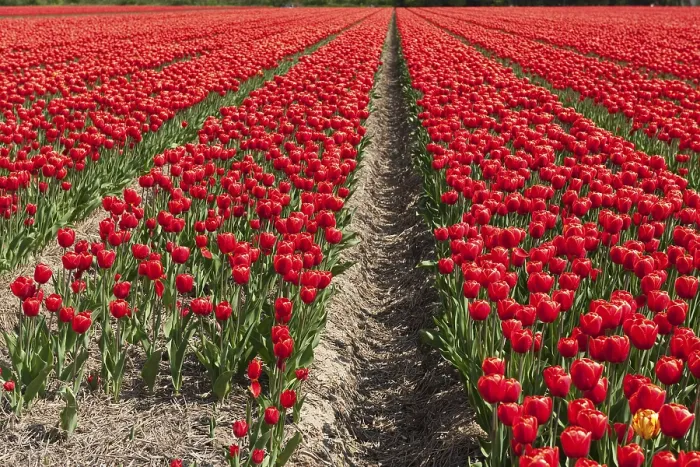Gerahmter Druck : Landschaft mit Feldern voll roter Tulpen. Gerahmter Druck : Landschaft mit Feldern voll roter Tulpen.