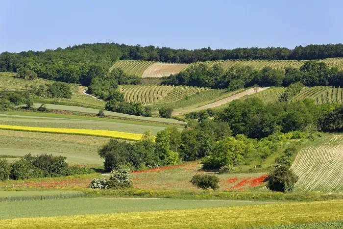 Gerahmter Druck : Landschaft von Feldern und Weinberg. Gerahmter Druck : Landschaft von Feldern und Weinberg.