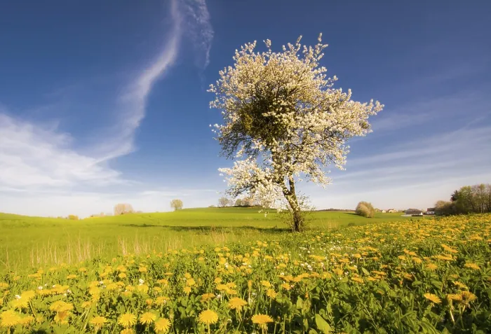 Gerahmter Druck : Landschaft mit einem blühenden Baum im Frühling. Gerahmter Druck : Landschaft mit einem blühenden Baum im Frühling.