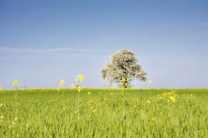 Gerahmter Druck : Landschaft mit blühendem Baum im Frühling.