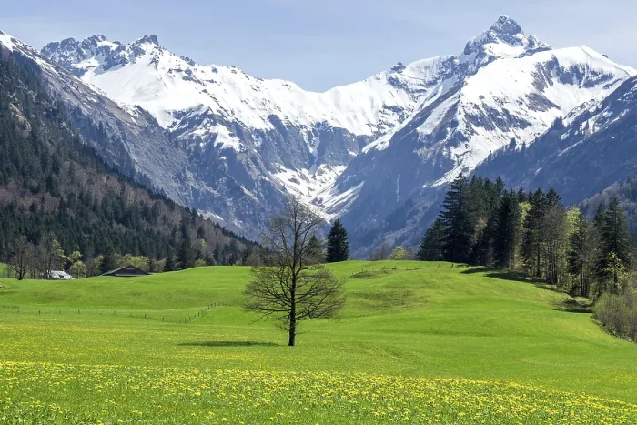 Gerahmter Druck : Landschaft mit grünem Wiesen und Baum. Gerahmter Druck : Landschaft mit grünem Wiesen und Baum.