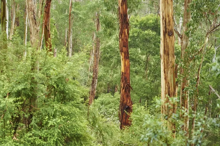 Gerahmter Druck : Landschaft eines Eukalyptuswaldes (Eucalyptus) im Frühjahr. Gerahmter Druck : Landschaft eines Eukalyptuswaldes (Eucalyptus) im Frühjahr.