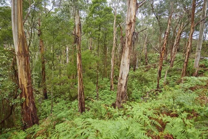 Gerahmter Druck : Landschaft eines Eukalyptuswaldes (Eucalyptus) im Frühjahr. Gerahmter Druck : Landschaft eines Eukalyptuswaldes (Eucalyptus) im Frühjahr.