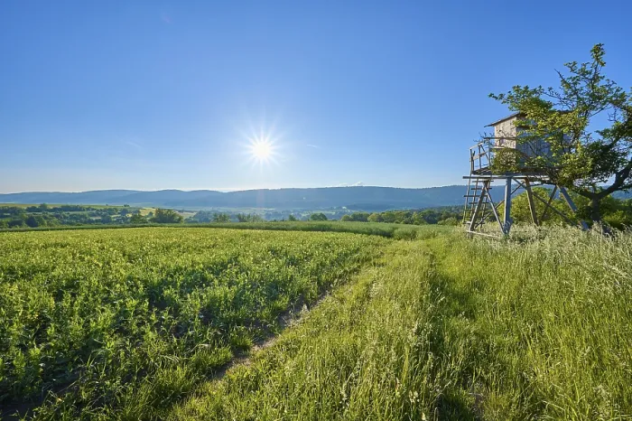 Gerahmter Druck : Landschaft, Jagdpredigtstuhl, Pfad. Gerahmter Druck : Landschaft, Jagdpredigtstuhl, Pfad.